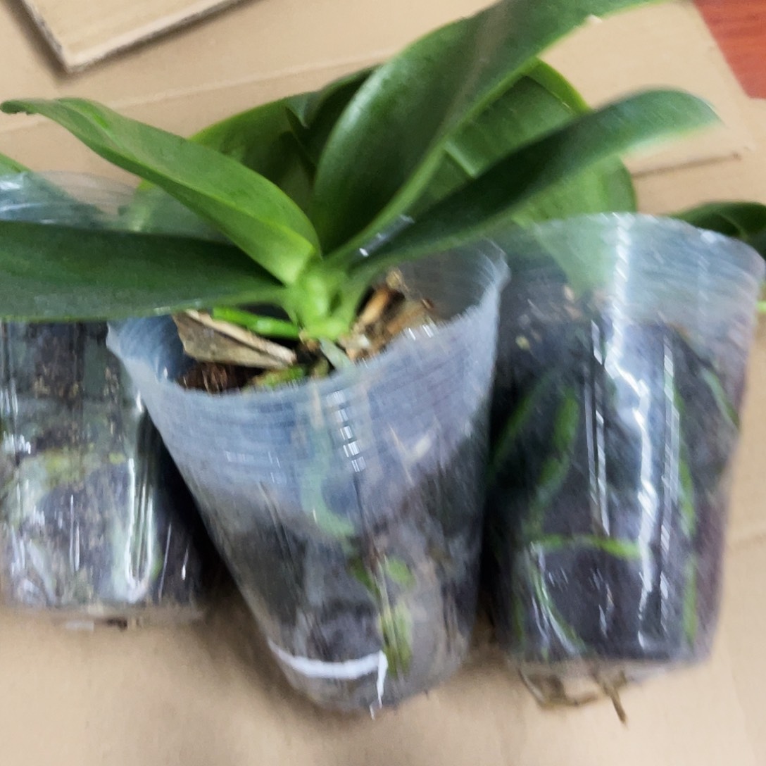 当前无花栽培后可以开花香奈儿3.0带剑