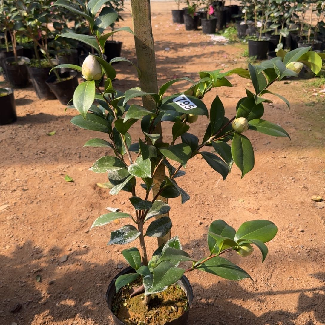 少量花朵（建议范围：2朵-5朵 或40%以下）795白乔