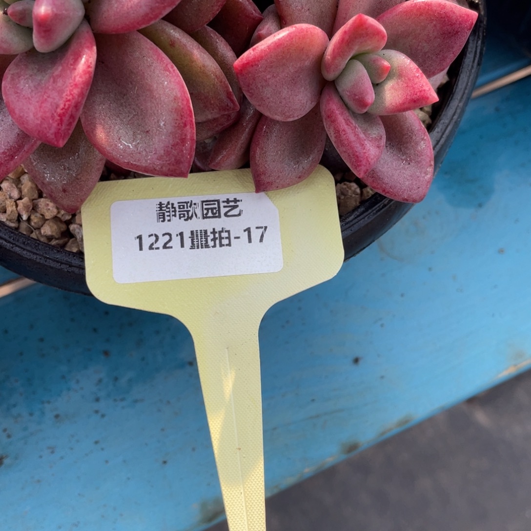 1221-17-赫菲大群福利一颗量拍