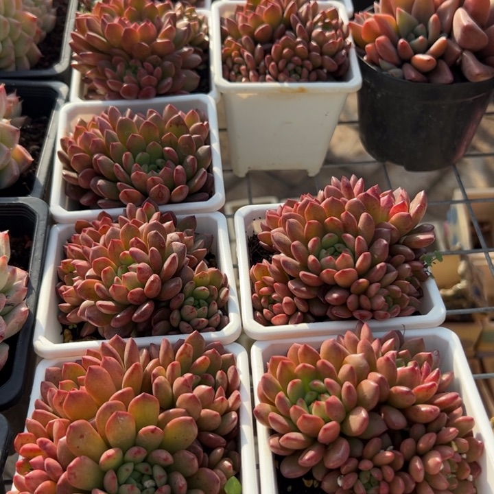 新疆包邮 红宝石