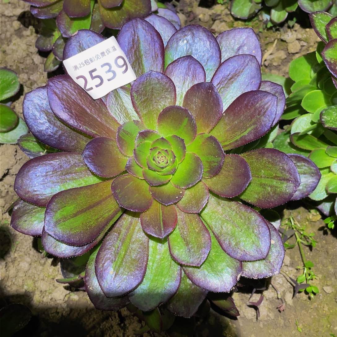 2539花月夜多肉植物
