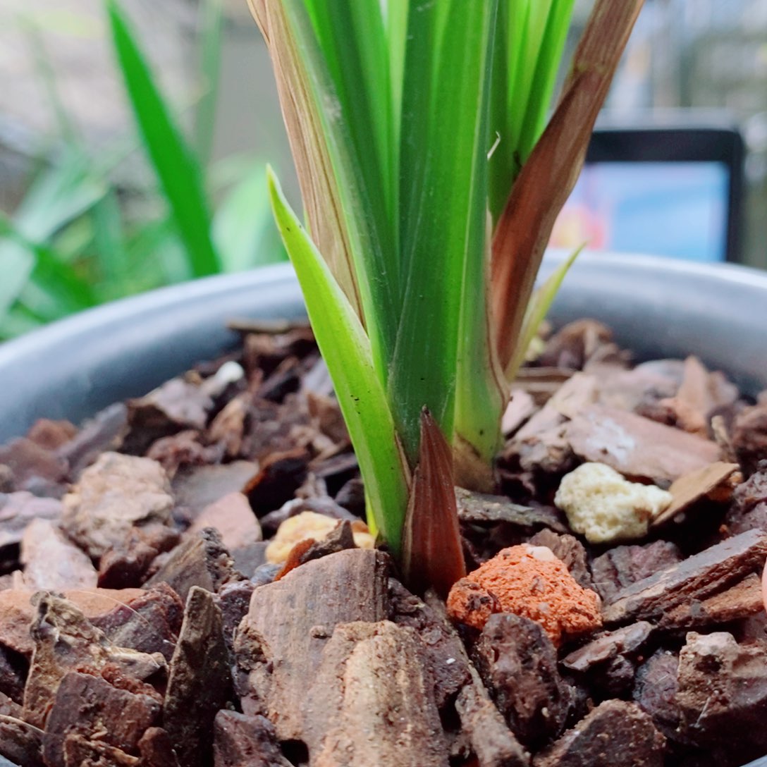 大部分花苞少量开放