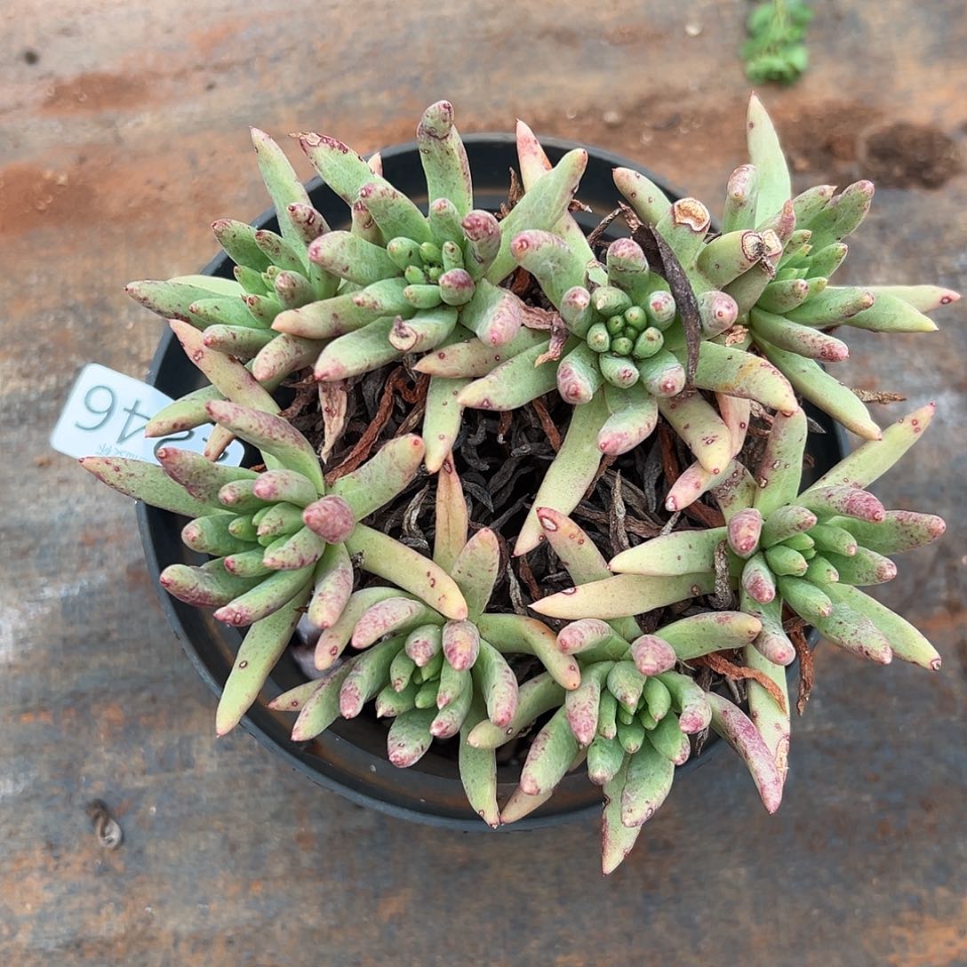 阿尔艾芙罗拉杂交维斯辛达仙女杯多肉。