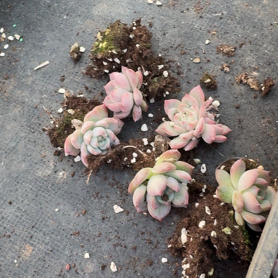 2-43红鸾叶插五颗量拍