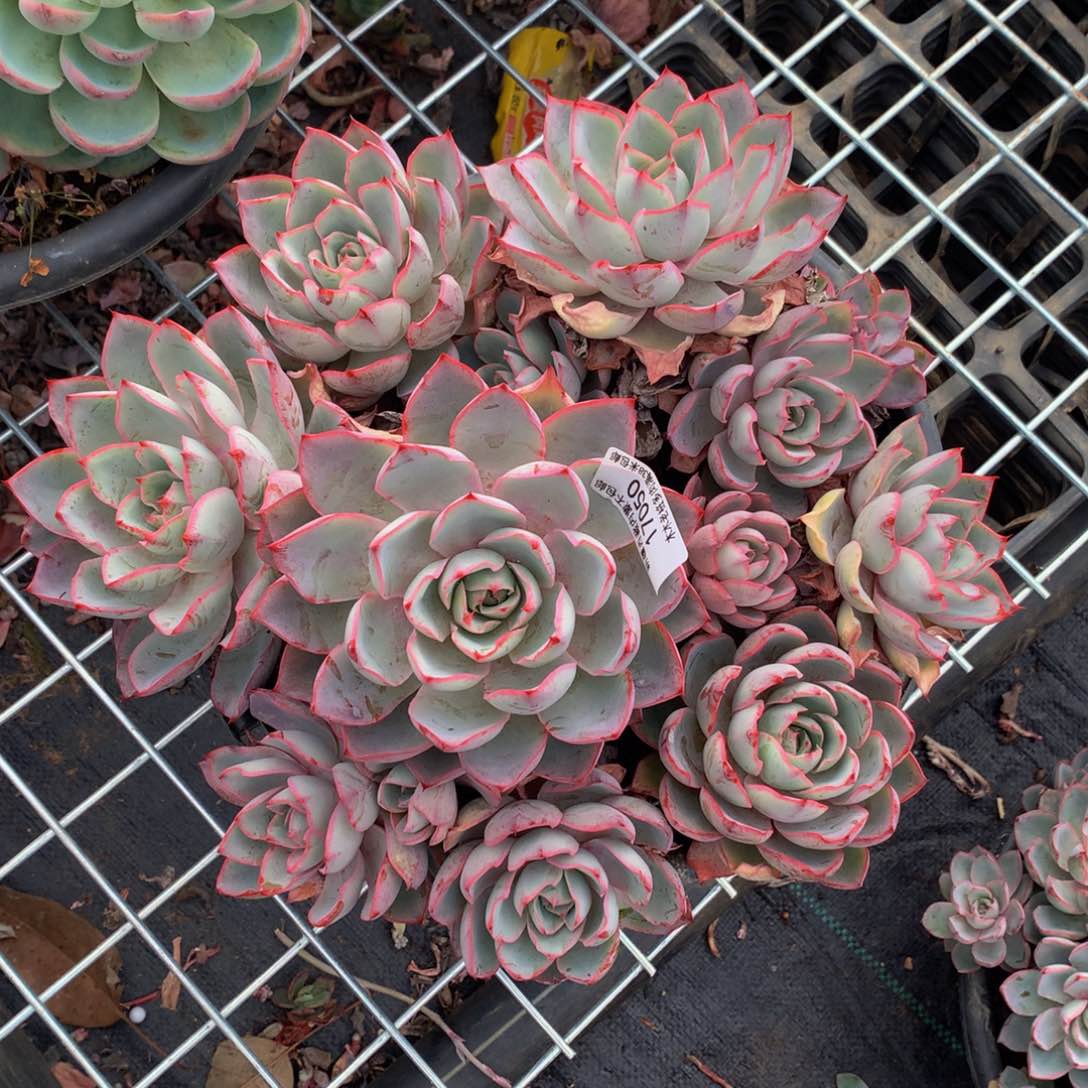 古*妹    赫拉17050