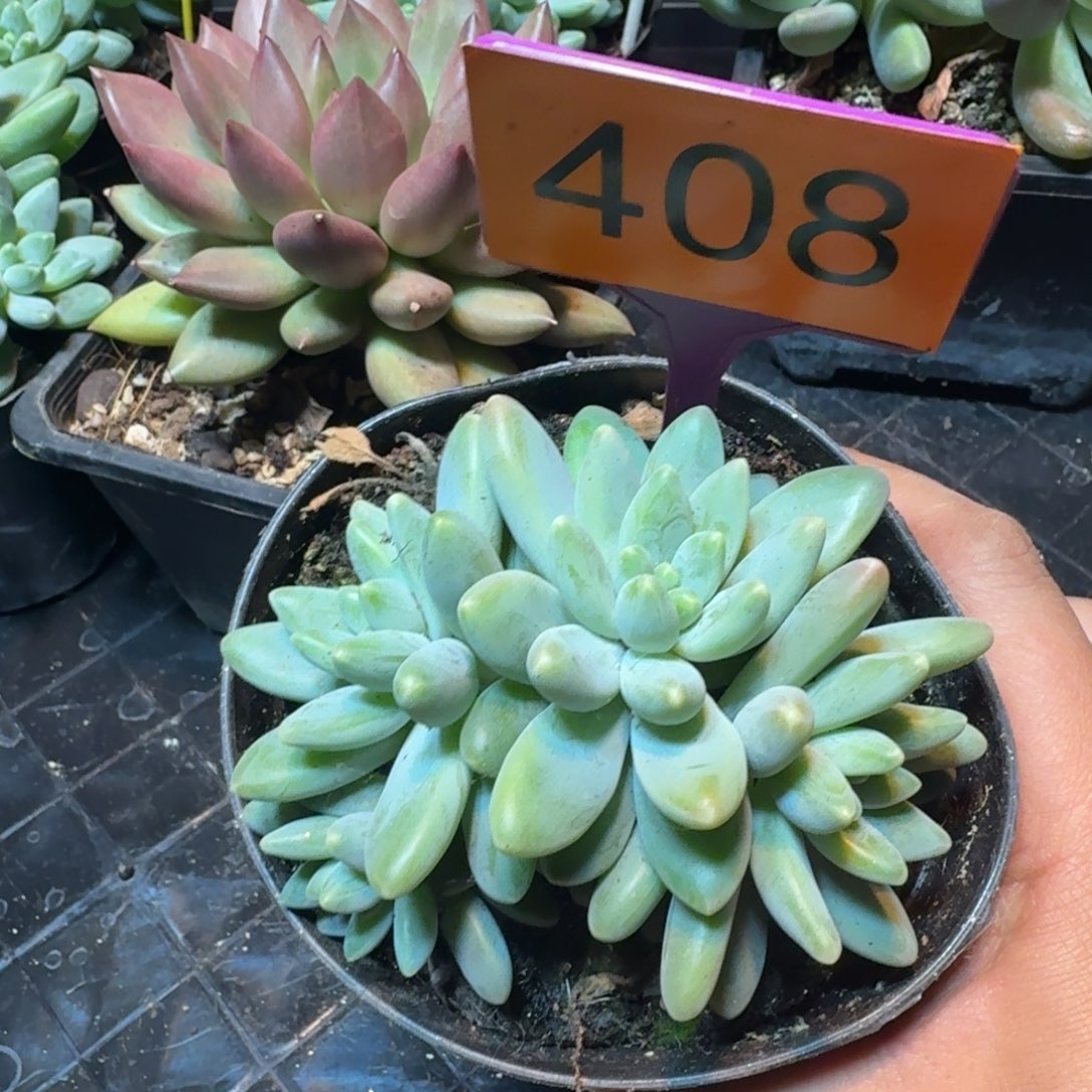 多肉植物啊蒂斯托