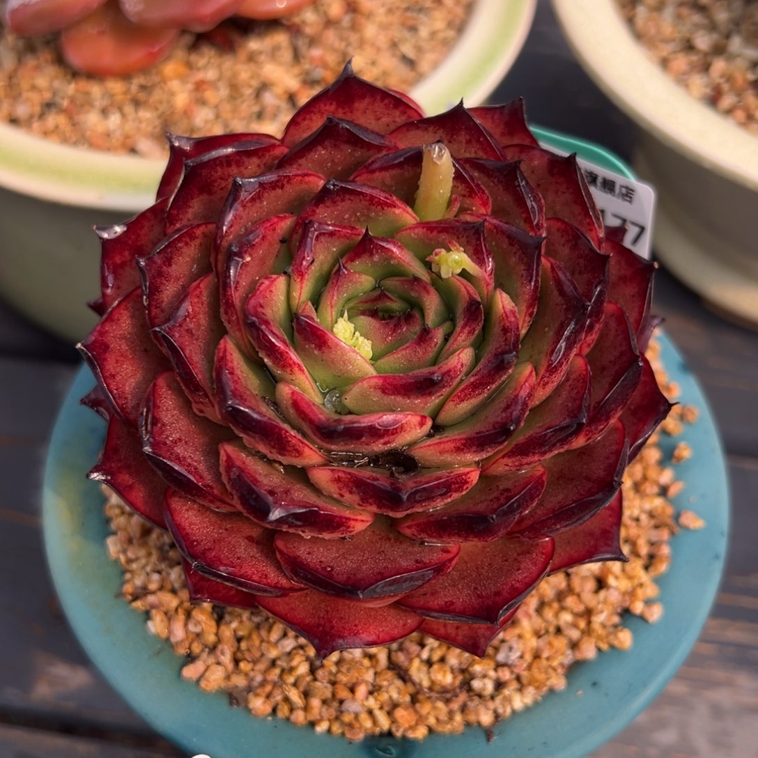 从前慢多肉精选编号0217.177