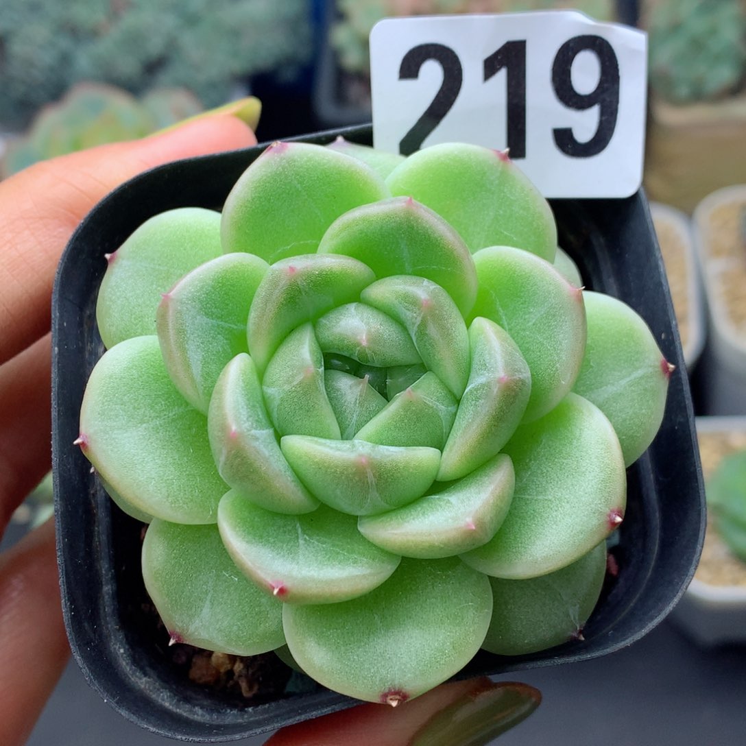 58包邮  群生不包整