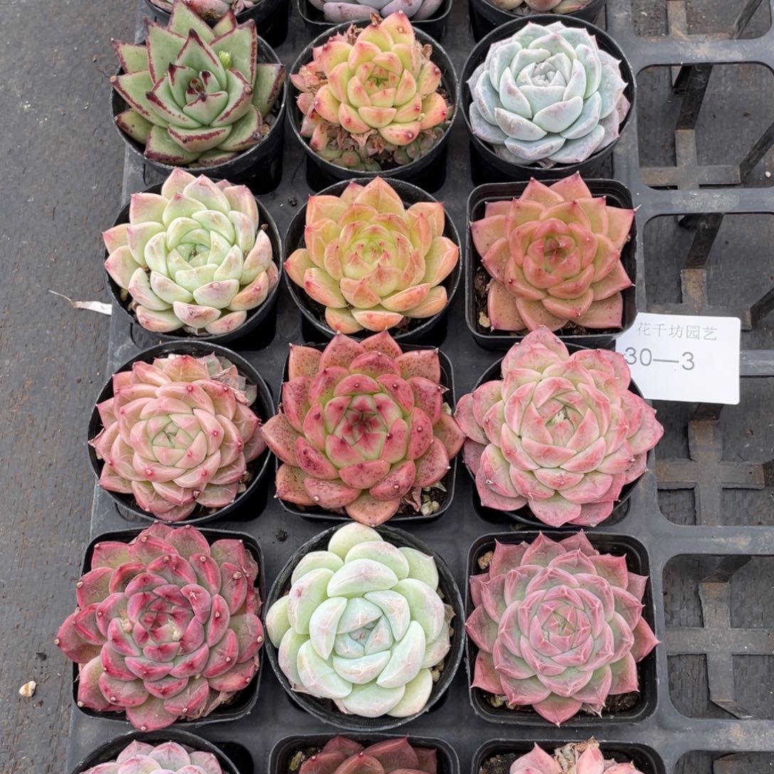 一物一拍18颗30-3