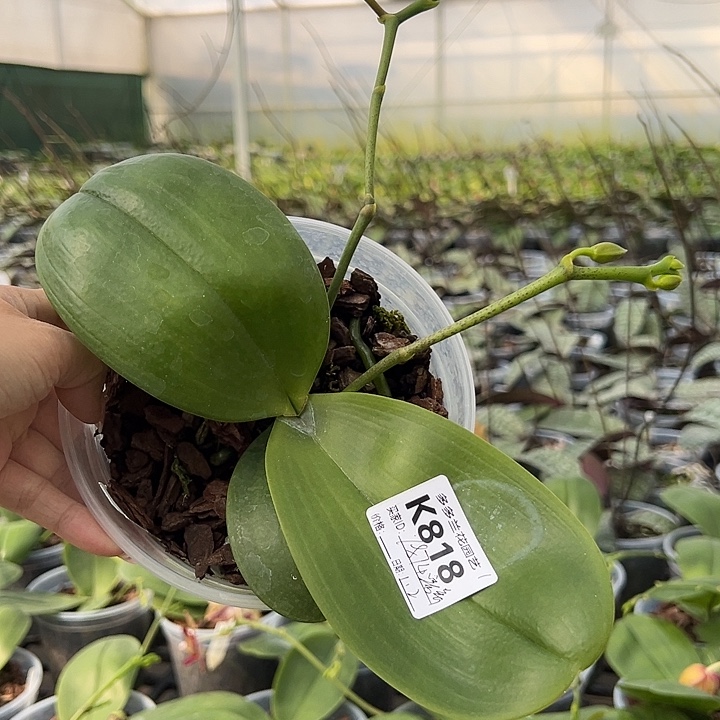 完全开放弥陀太阳王原生种蝴蝶兰