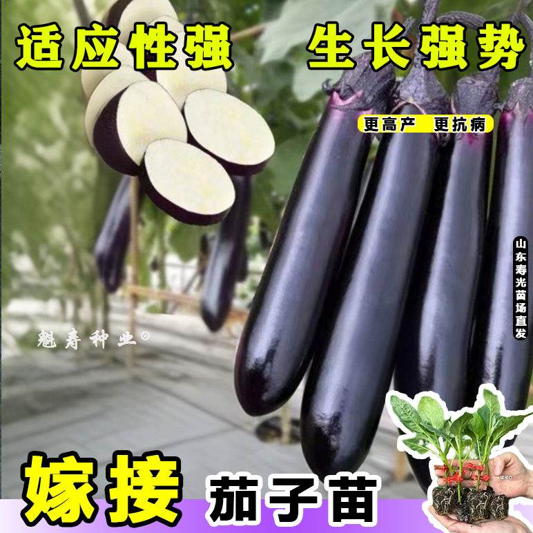 高产抗病嫁接茄子秧苗大长龙紫长茄苗嫁接圆茄苗秧耐热耐寒蔬菜苗