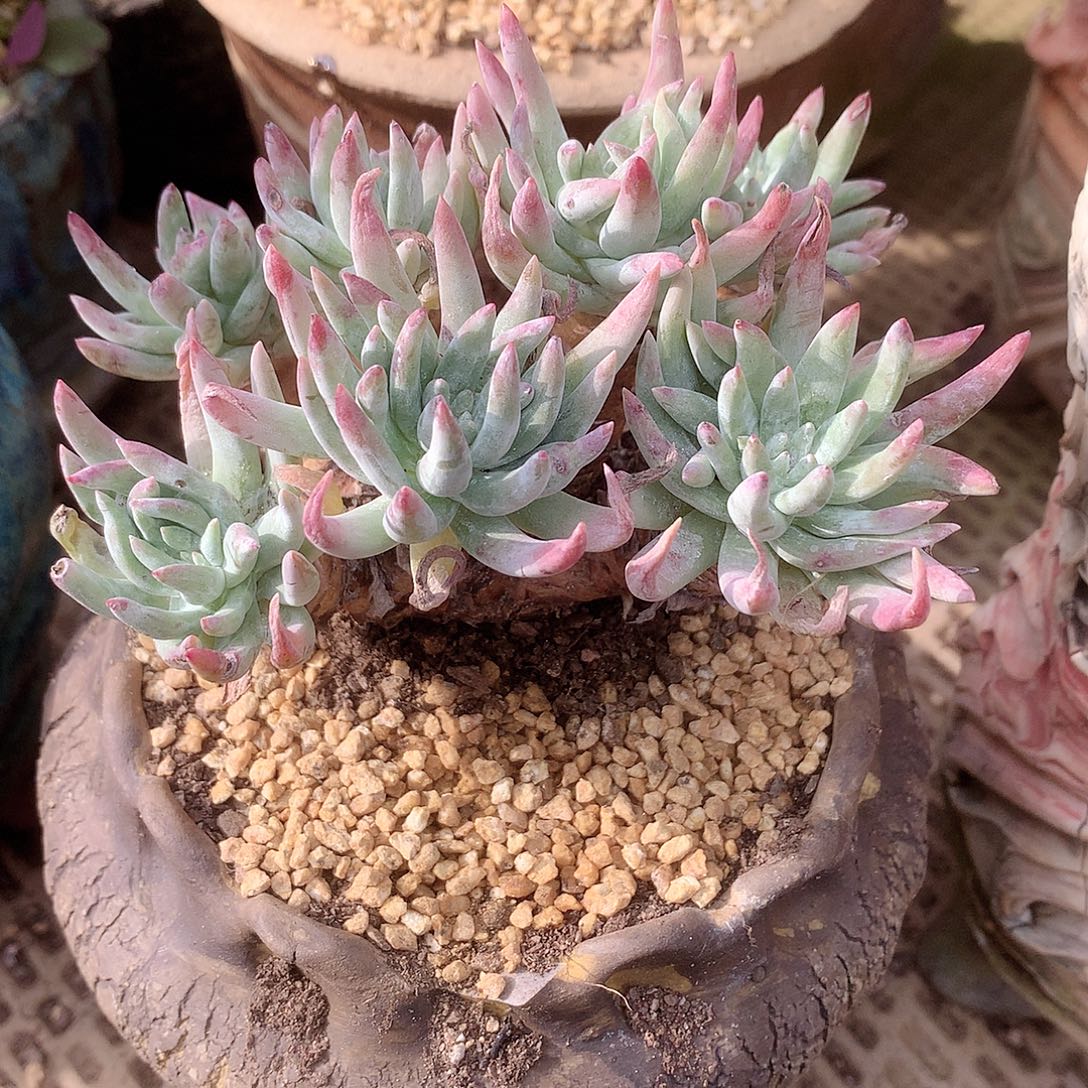 292白菊杂交仙女杯多肉