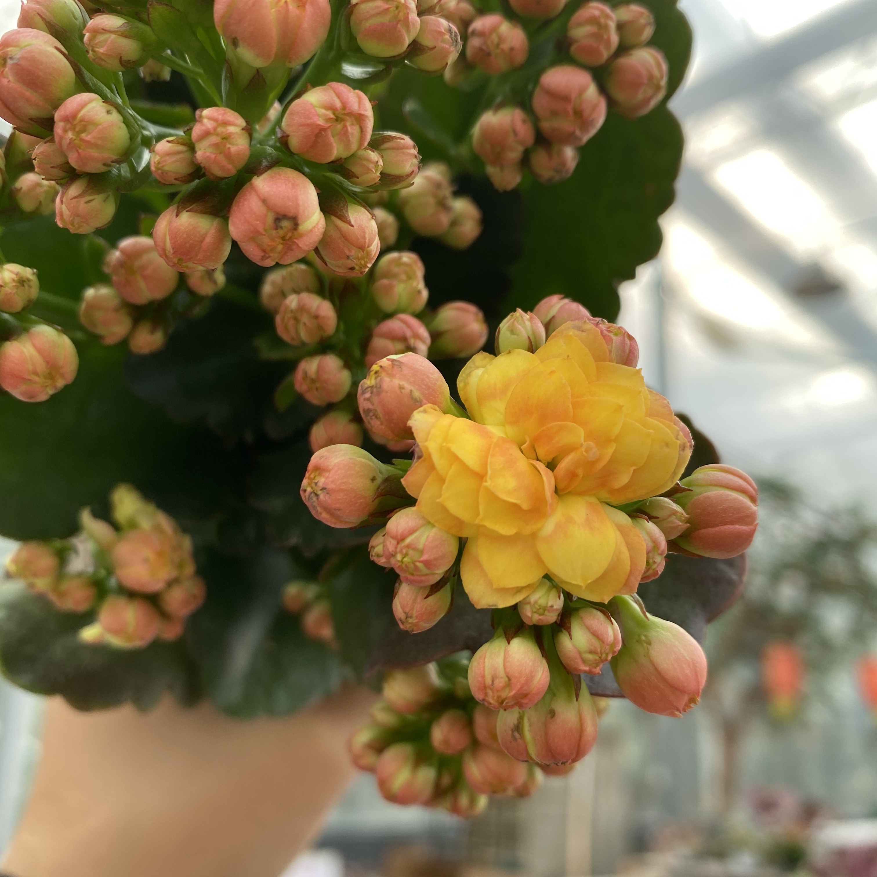 24新品 巴黎暮色开花版  110盆 一代独杆