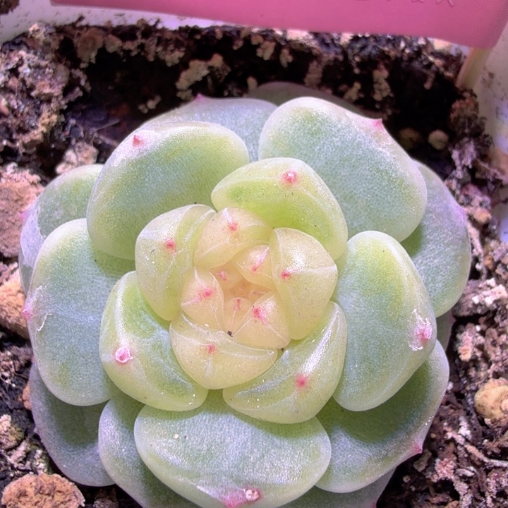 A****拍款甜心啦啦啦啦