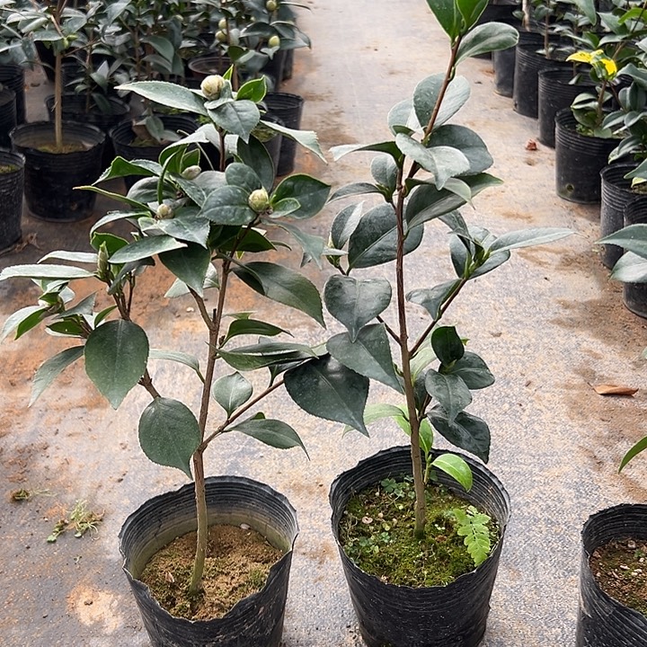 大部分花苞少量开放，超五，特白乔