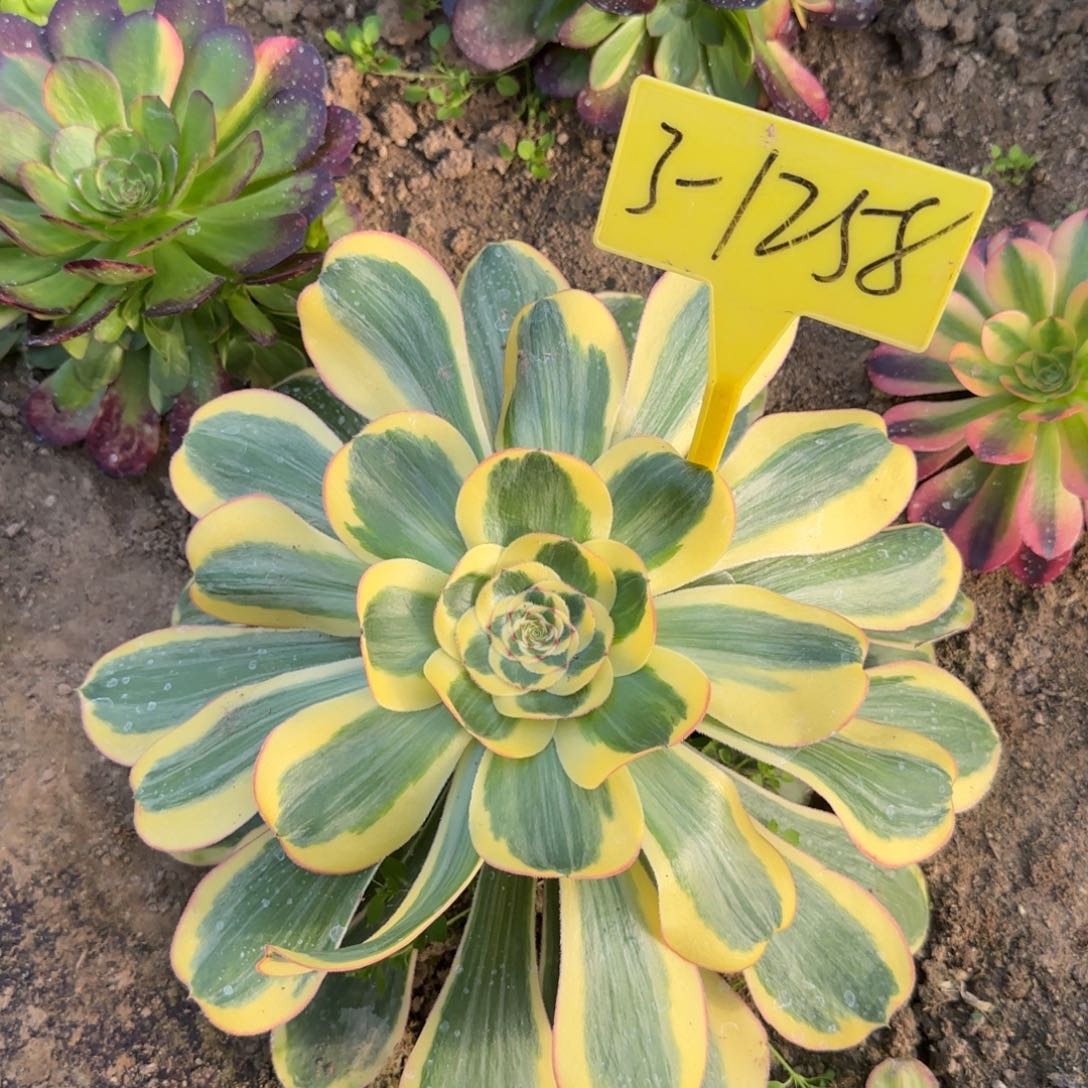 3-1258-++多头多肉植物