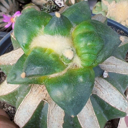 福利苗接大优怒涛1165