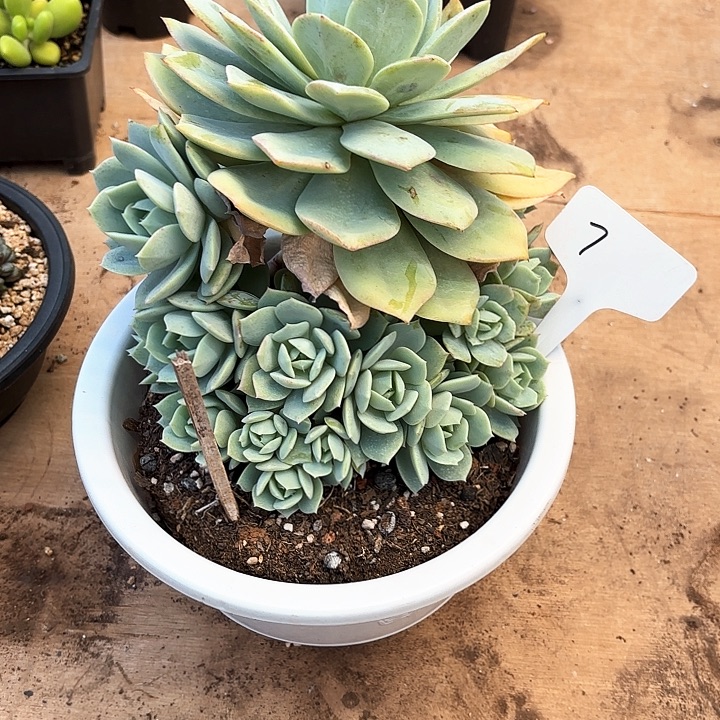 多肉植物，恋曲7号