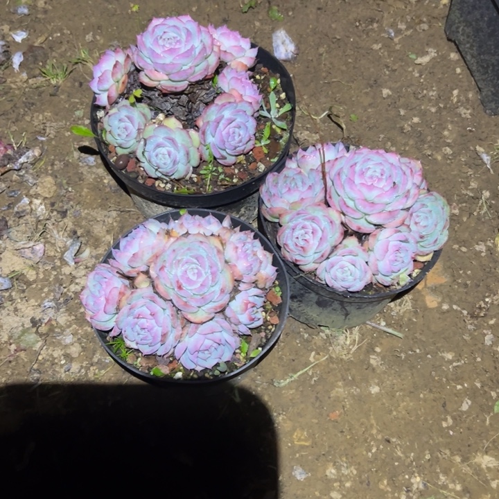 精品多肉植物老桩随机发一棵侧影