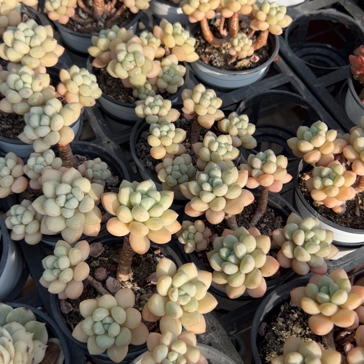 新疆包邮 泡泡糖