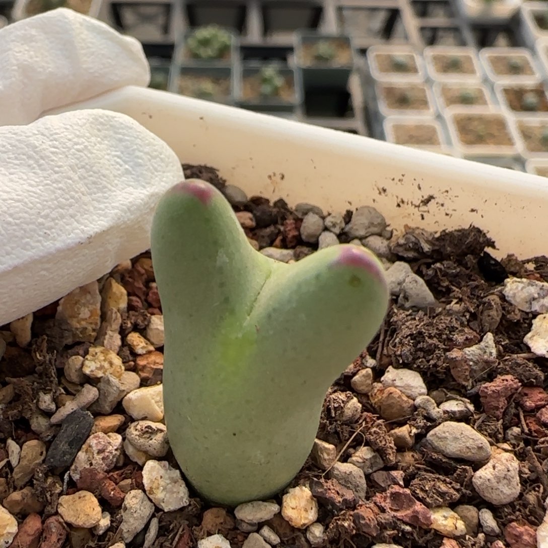 12-27-014当天满38包邮清货mini皮卡丘脱土