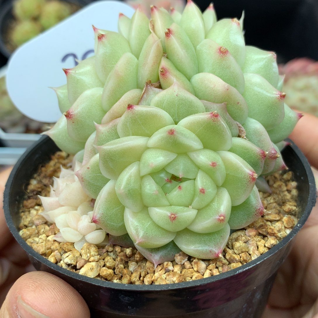 定繁白珠光麦秆群30