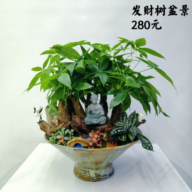 发财树盆景1盆桌面摆放