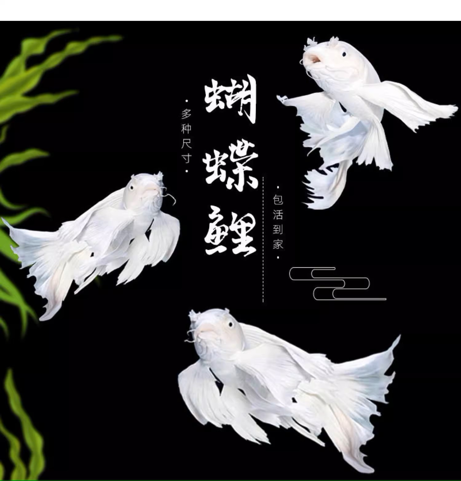 11-13公分蝴蝶鲤鱼 发货渔场养鱼小型饲养混养好养蝴蝶鲤观赏鱼