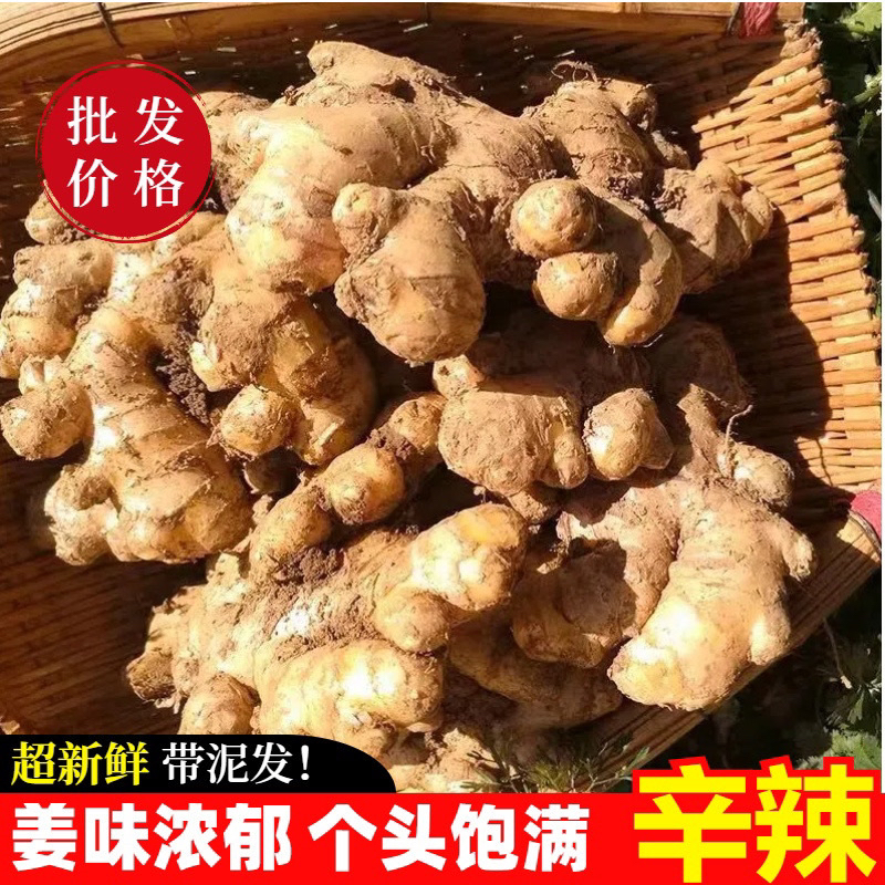 正宗贵州高山小黄姜老黄姜新鲜生姜月子姜带泥原生农家自种