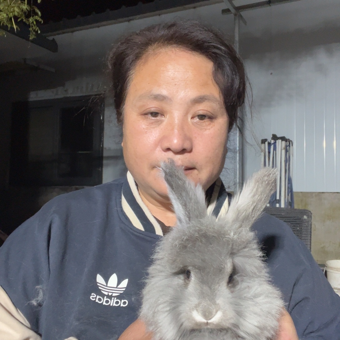 英系安哥拉宠物兔