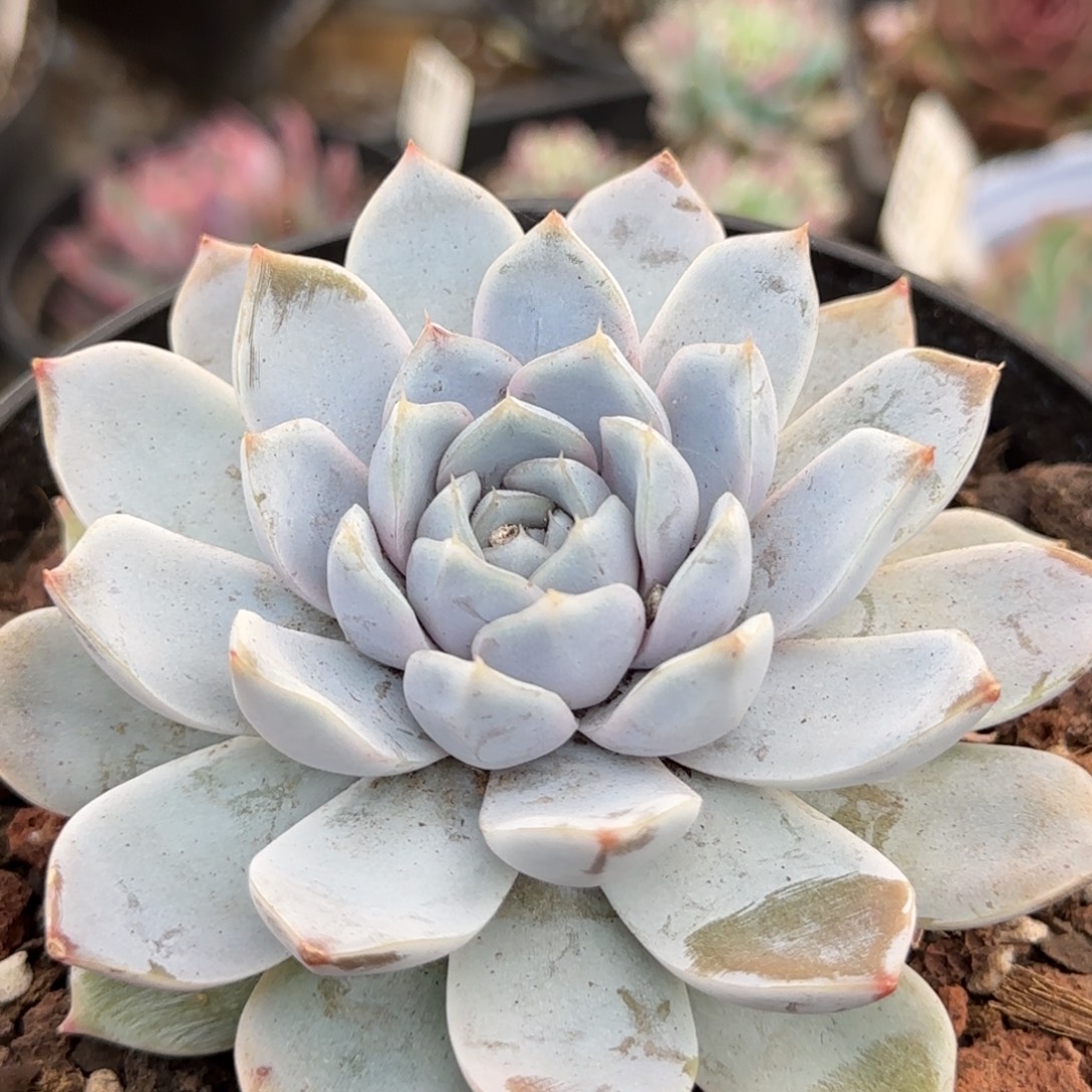 雪兔一物一拍包装收缩花旱