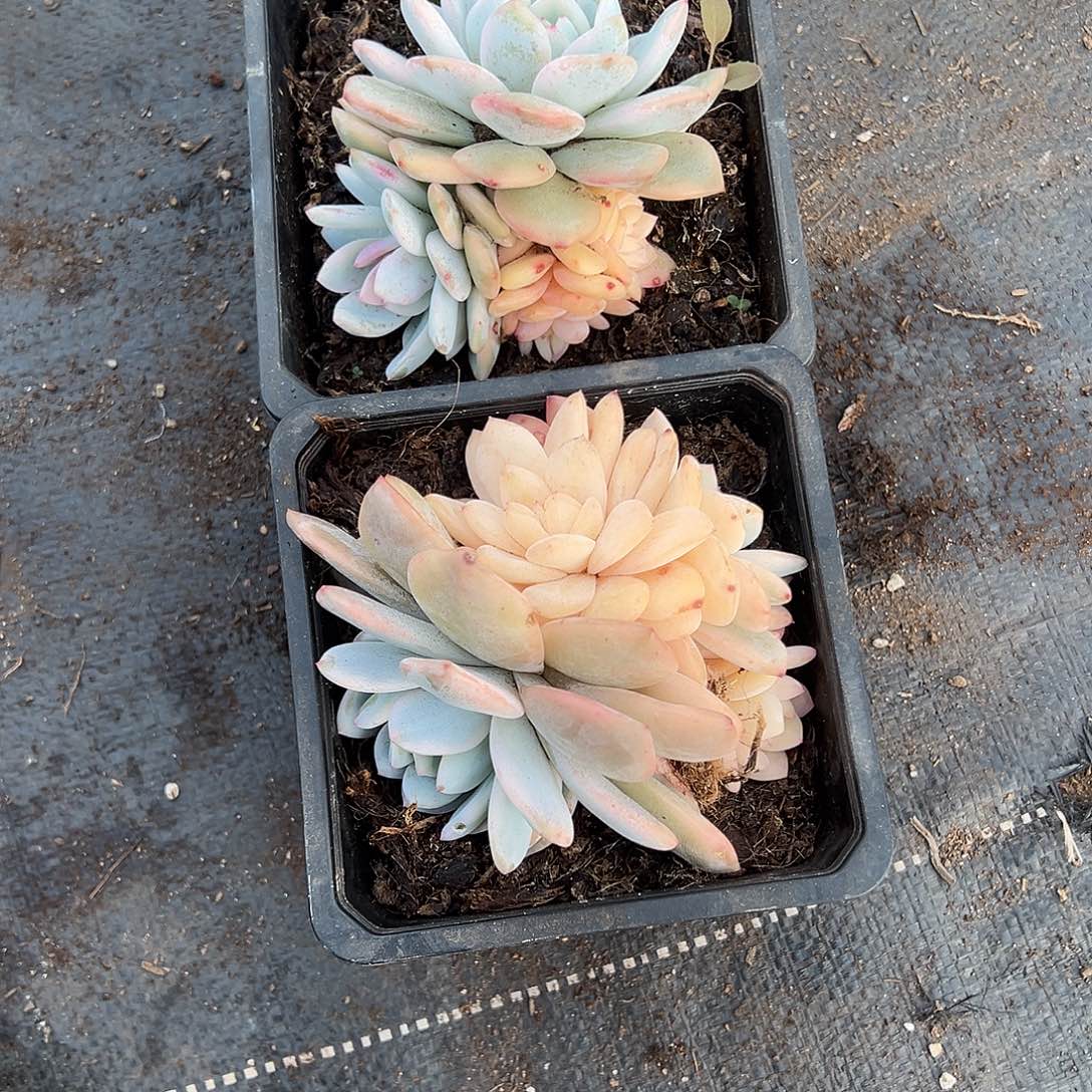 源***多肉植物一物一拍