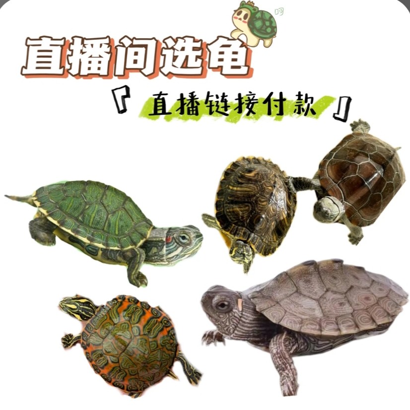 外塘西锦火焰地图深水龟