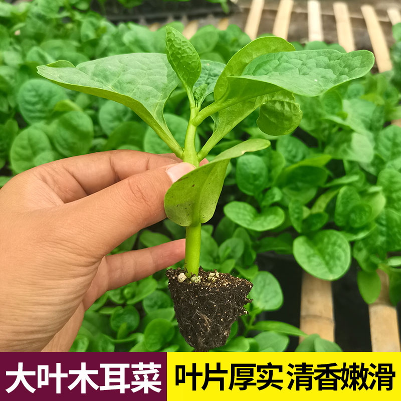 大圆叶木耳菜苗带土适合阳台庭院四季种植蔬菜秧苗小菜园蔬菜苗秧