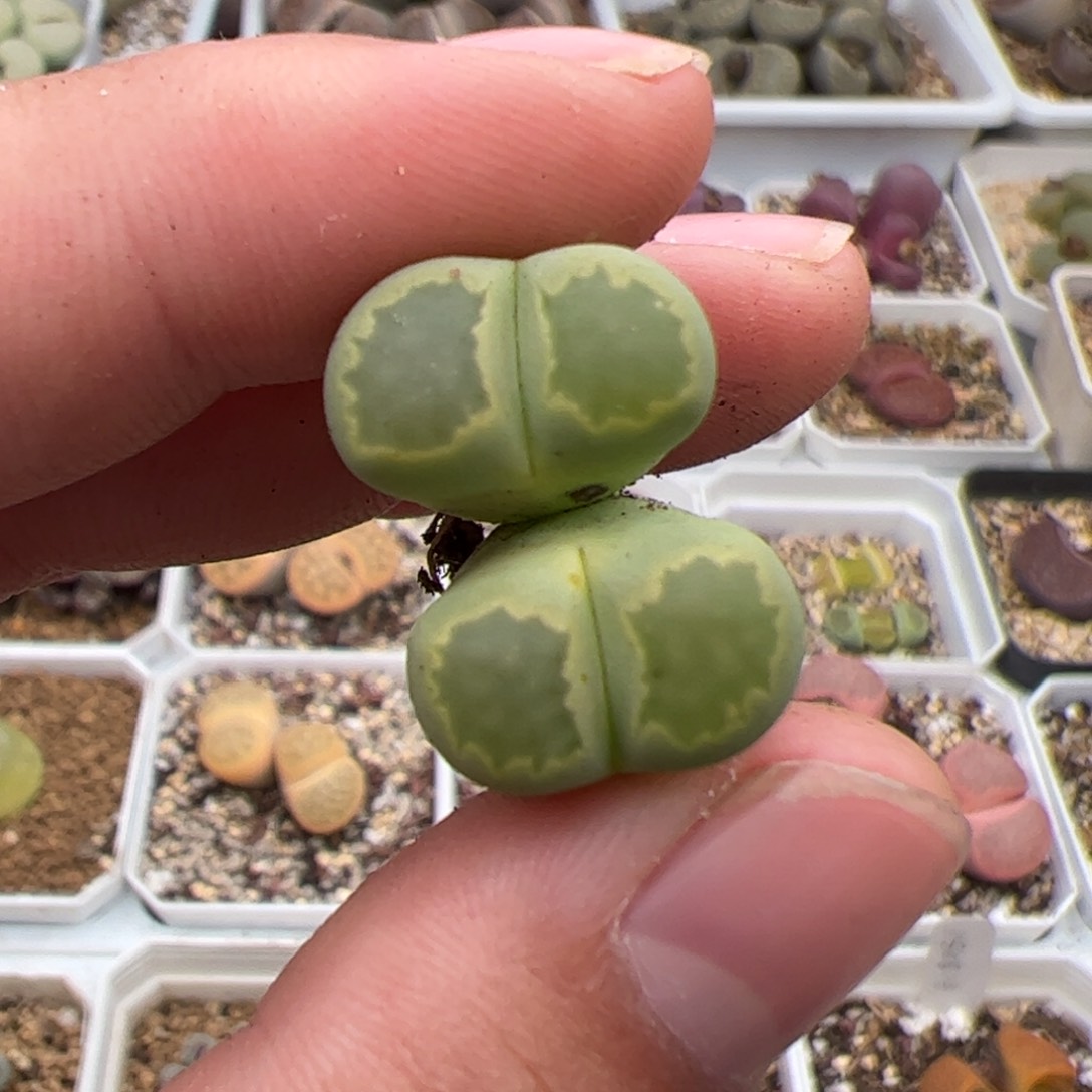 0214号绿福来 多肉植物