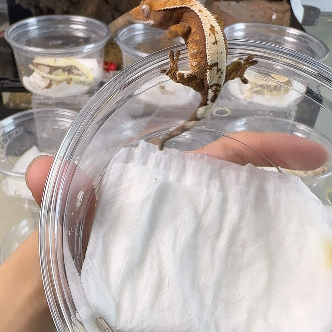 睫角守宫厚奶紫貂