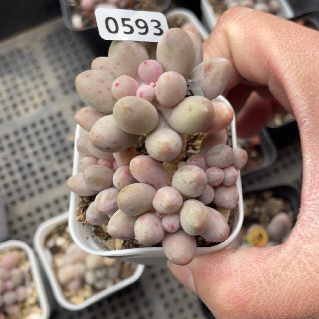 奈***九仙子奶酪多肉植物