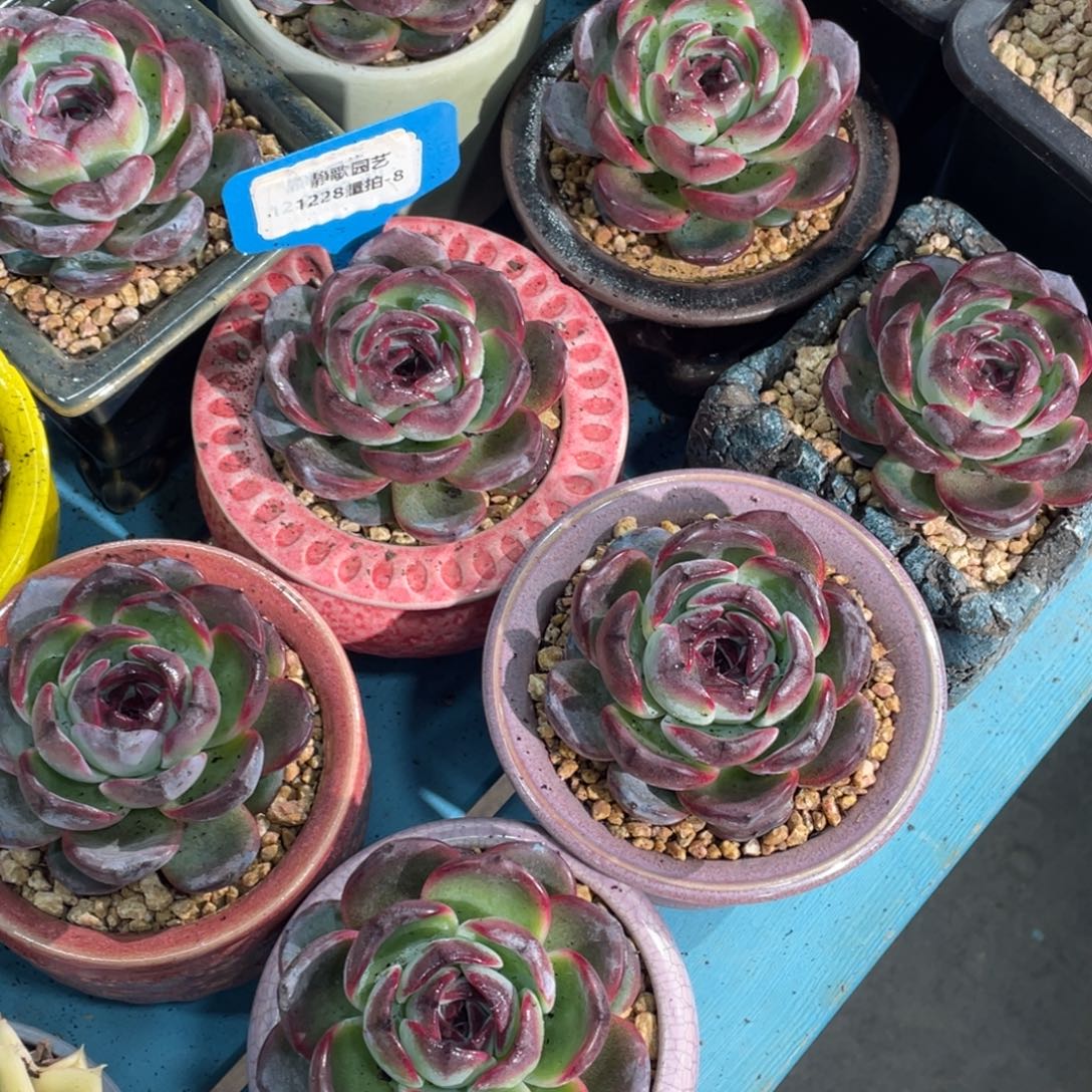 1228-8-黑橙单头一颗