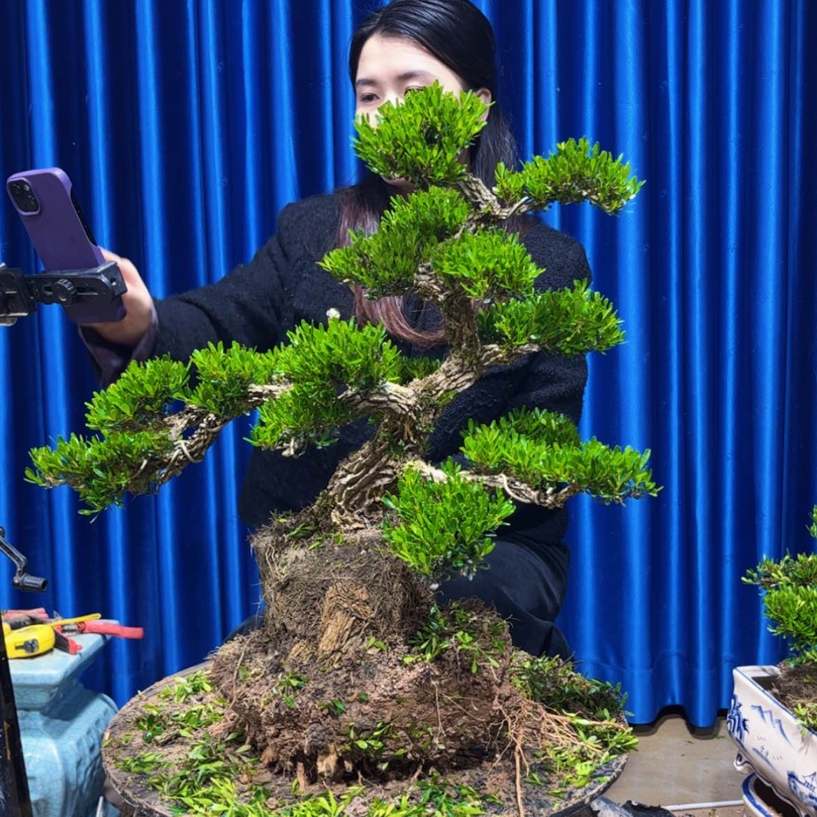 【闪购商品】广东雀舌黄杨盆景f****e