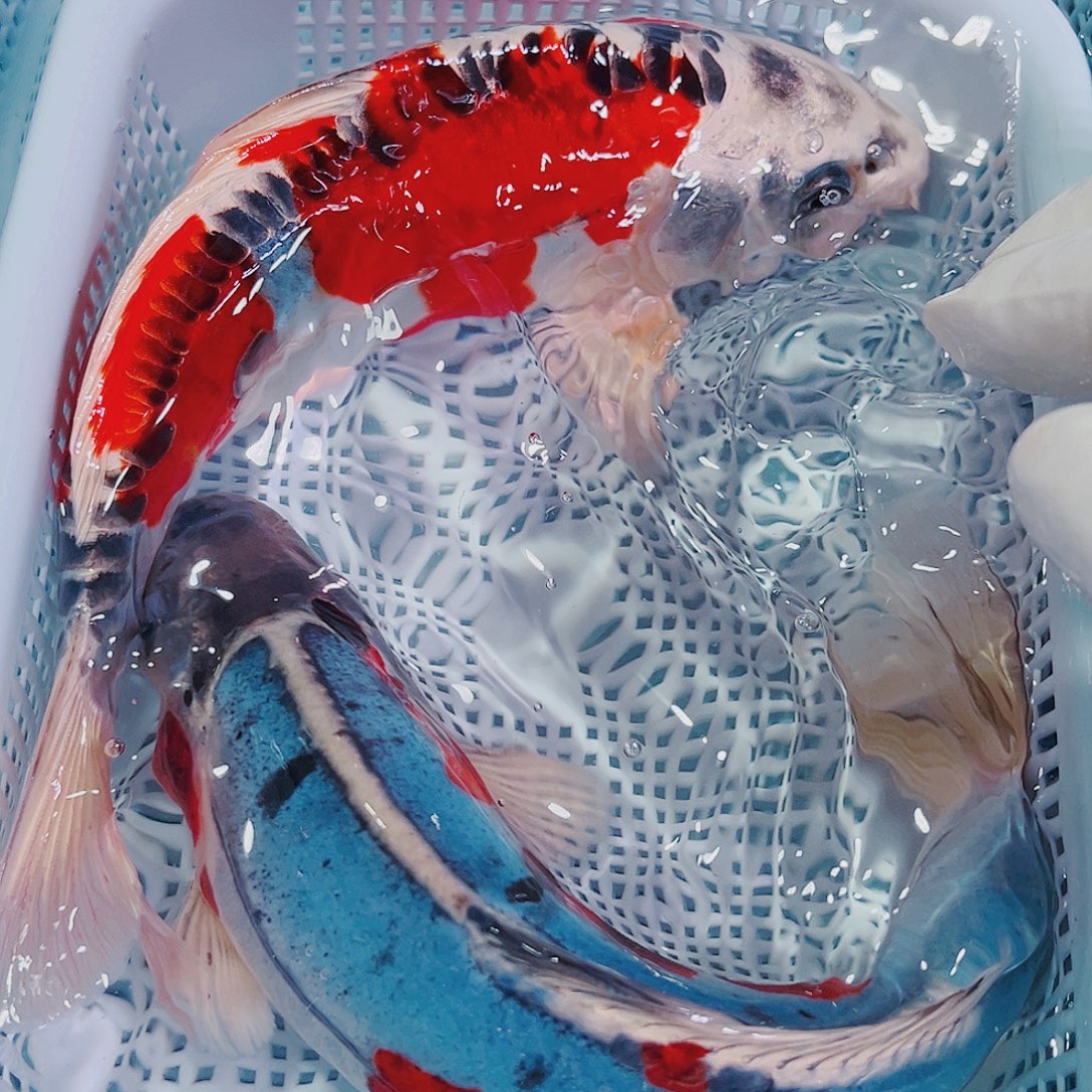 锦鲤锦鲤冷水鱼观赏106