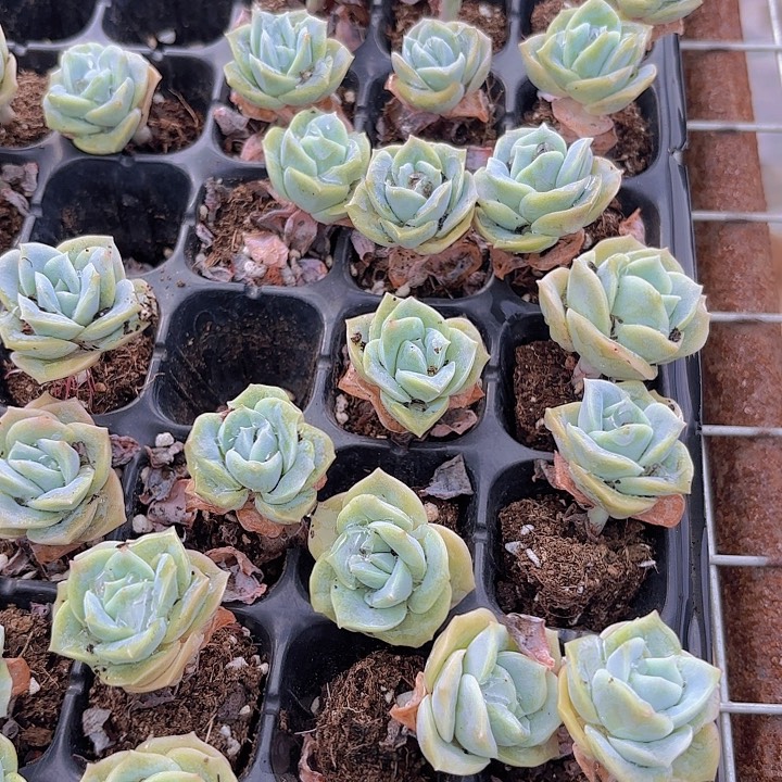 可爱玫瑰10颗多肉植物