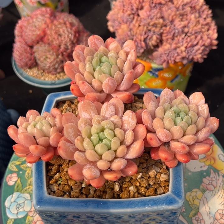 百搭翡翠 17公分 不带盆