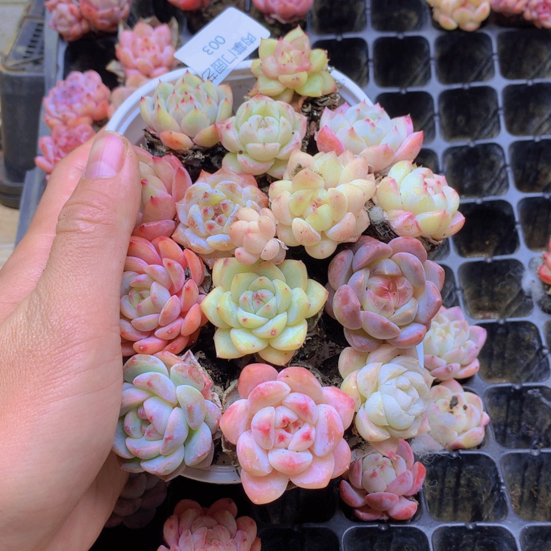 我要去看你了啊003