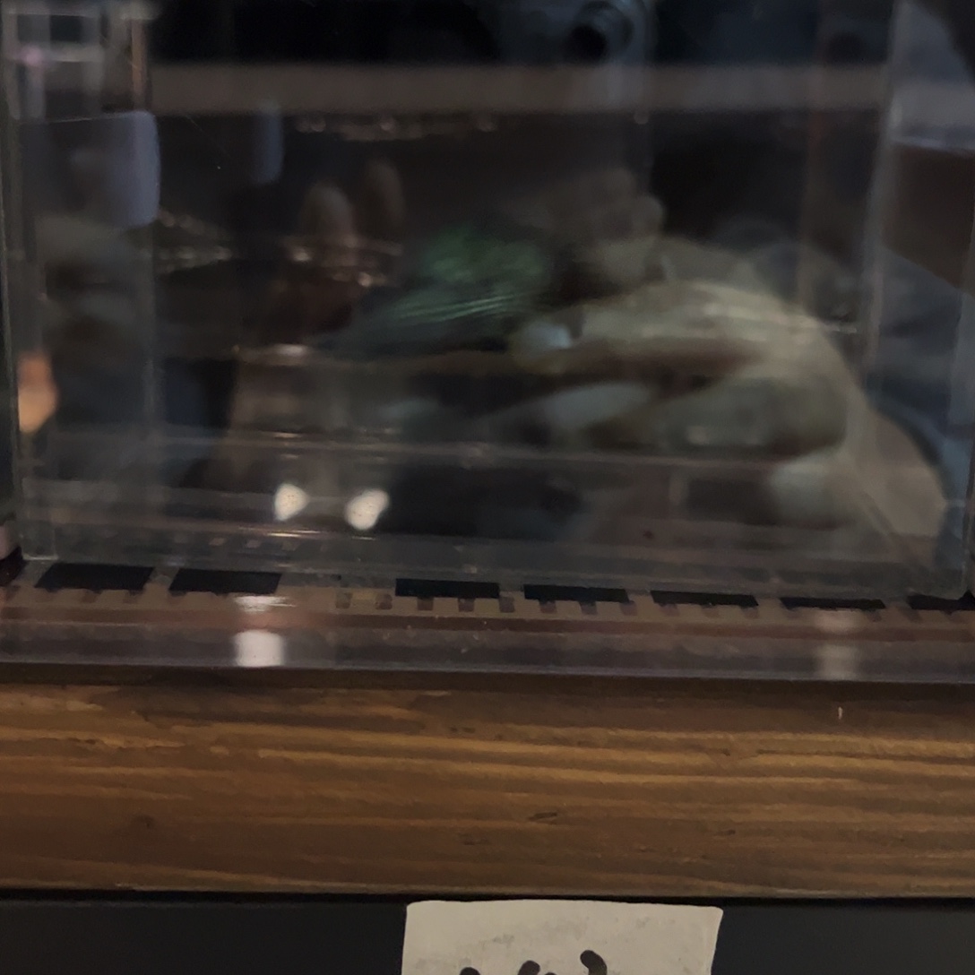 海水鱼宙斯斗鱼竞拍1226精品