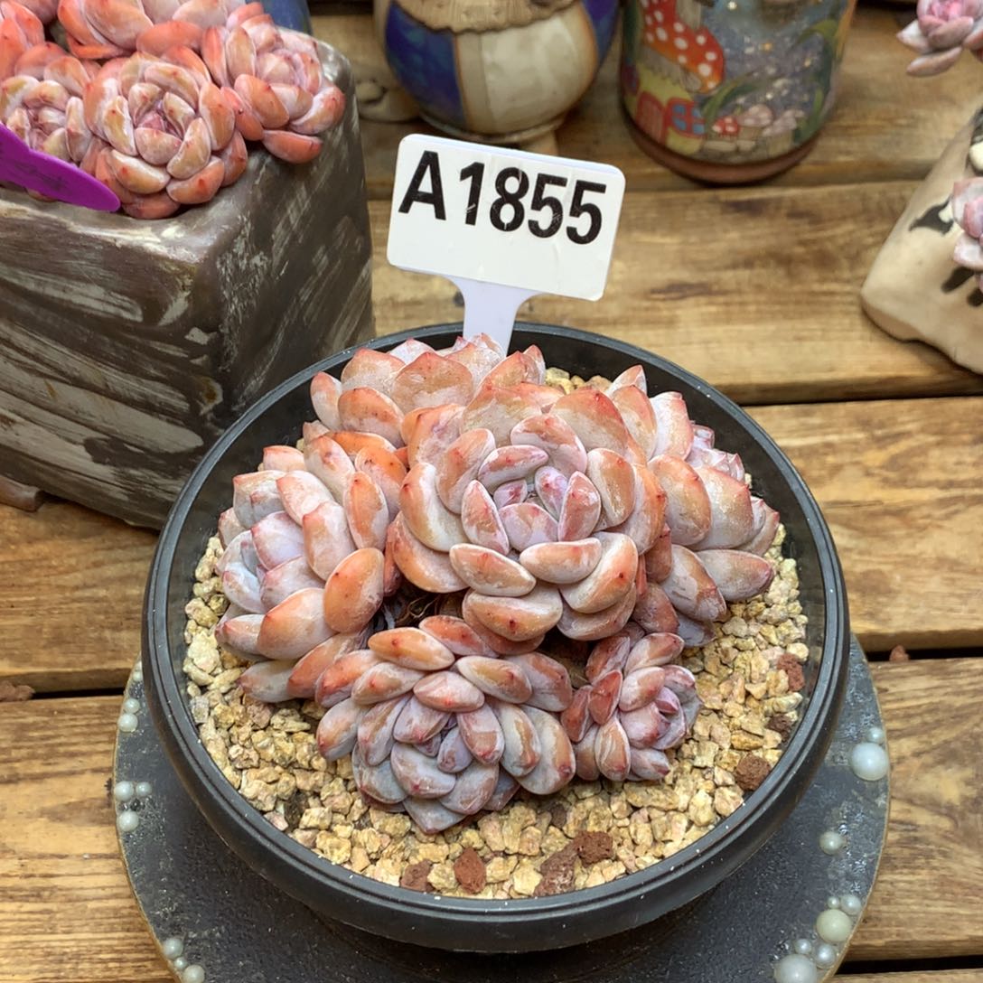 A1855 星影 粉心石榴籽 11.5cm