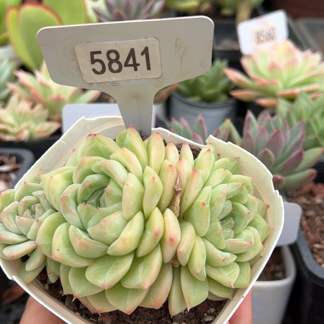 【闪购商品】5841。 11111111