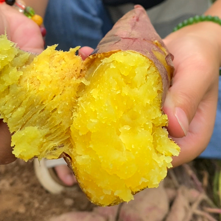 新鲜现挖榴莲蜜薯黄心软糯农家自种