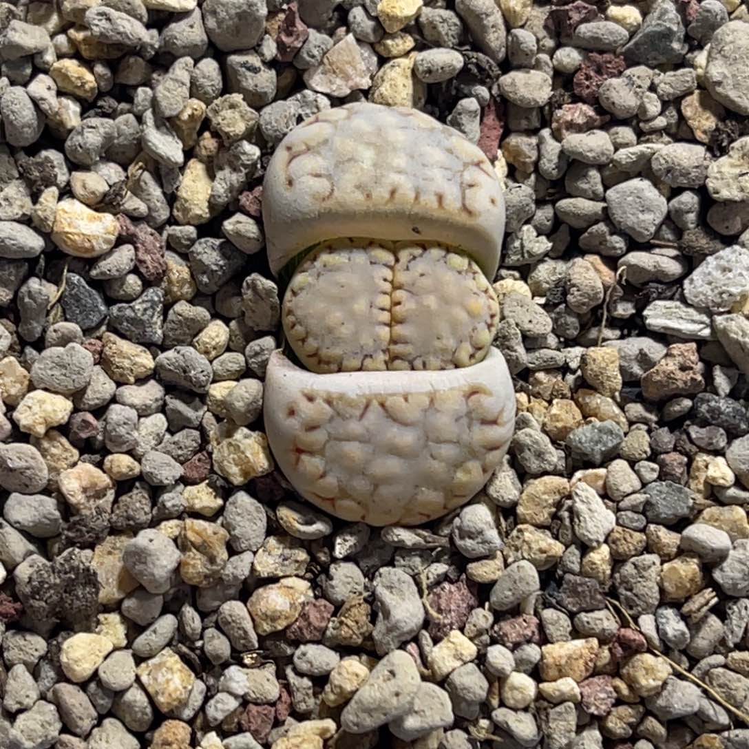 7818金边216尺寸1.6