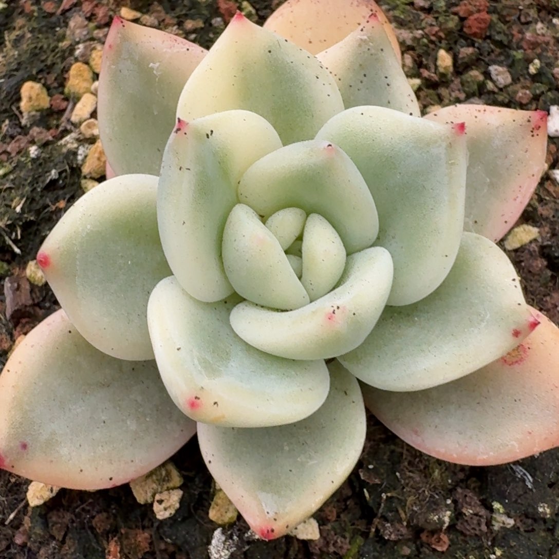 伊丽莎白多肉植物