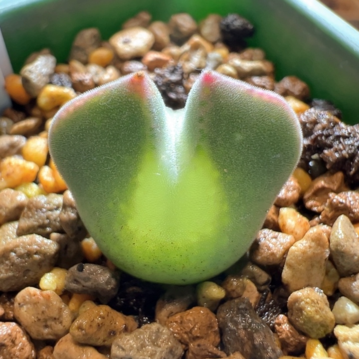 212。青蛙3年大眼睛 2蜕福利 大大大大眼。1.7cm